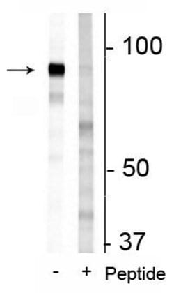 Invitrogen Phospho-Niban-like protein (Ser679, Ser683) Polyclonal Antibody
