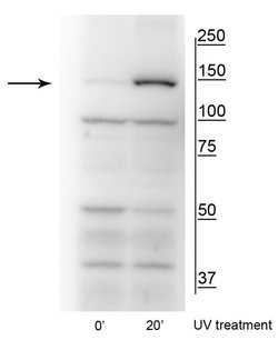 Invitrogen Phospho-FANCI (Ser559) Polyclonal Antibody 100 &mu;L; Unconjugated:Antibodies,