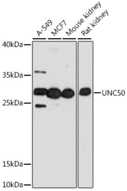 UNC50 Polyclonal Antibody:Antibodies, Polyclonal