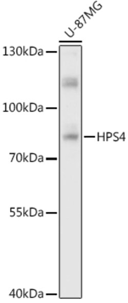 Invitrogen HPS4 Polyclonal Antibody 100 &mu;L; Unconjugated:Antibodies,