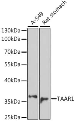 Invitrogen TAAR1 Polyclonal Antibody 100 &mu;L; Unconjugated:Antibodies,