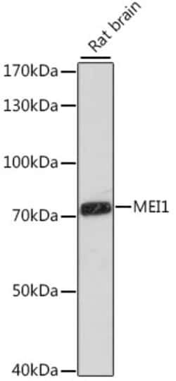 Invitrogen MEI1 Polyclonal Antibody 100 &mu;L; Unconjugated:Antibodies,