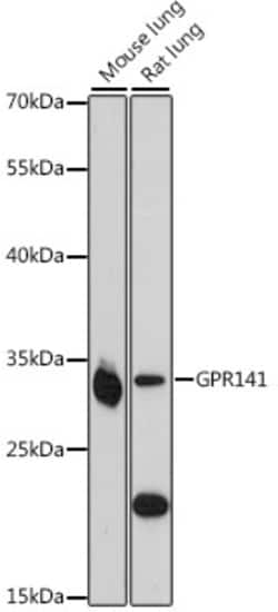 Invitrogen GPR141 Polyclonal Antibody 100 &mu;L; Unconjugated:Antibodies,