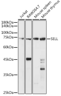Invitrogen CD62L Polyclonal Antibody 100 &mu;L; Unconjugated:Antibodies,