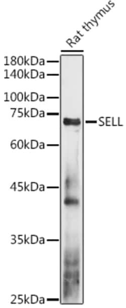 Invitrogen CD62L Polyclonal Antibody 100 &mu;L; Unconjugated:Antibodies,