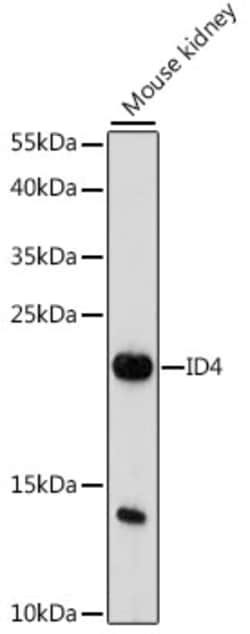 Invitrogen ID4 Polyclonal Antibody 100 &mu;L; Unconjugated:Antibodies,
