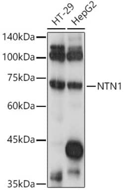 Invitrogen NTN1 Polyclonal Antibody 100 &mu;L; Unconjugated:Antibodies,