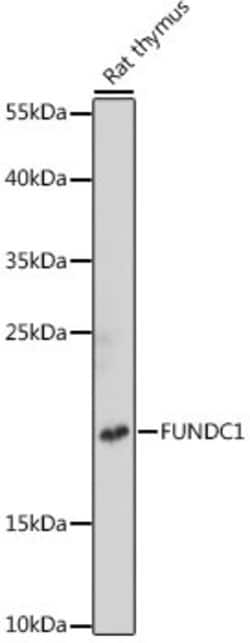 FUNDC1 Polyclonal Antibody, Invitrogen 100 &mu;L; Unconjugated:Antibodies,