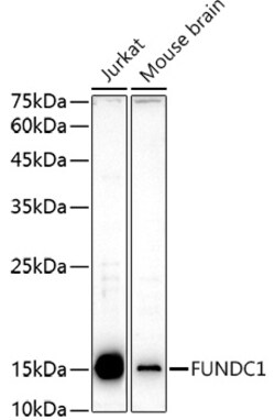 FUNDC1 Polyclonal Antibody, Invitrogen 100 &mu;L; Unconjugated:Antibodies,