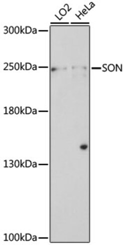 Invitrogen SON Polyclonal Antibody 100 &mu;L; Unconjugated:Antibodies,