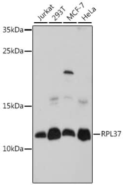 Invitrogen RPL37 Polyclonal Antibody 100 &mu;L; Unconjugated:Antibodies,