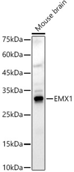 Invitrogen EMX1 Polyclonal Antibody 100 &mu;L; Unconjugated:Antibodies,
