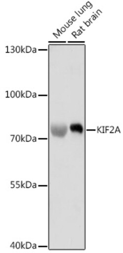 Invitrogen KIF2A Polyclonal Antibody 100 &mu;L; Unconjugated:Anticuerpos