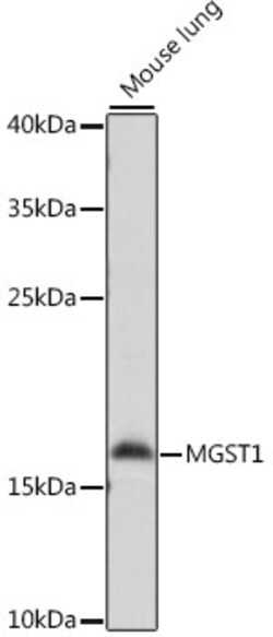 Invitrogen MGST1 Polyclonal Antibody 100 &mu;L; Unconjugated:Antibodies,