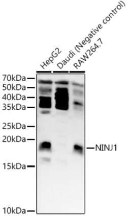 Invitrogen Ninjurin 1 Polyclonal Antibody 100 &mu;L; Unconjugated:Antibodies,