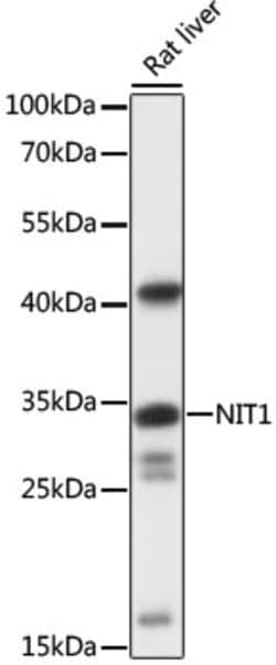 Invitrogen NIT1 Polyclonal Antibody 100 &mu;L; Unconjugated:Antibodies,