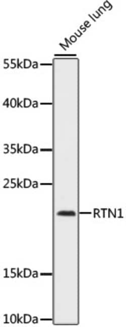Invitrogen RTN1 Polyclonal Antibody 100 &mu;L; Unconjugated:Antibodies,