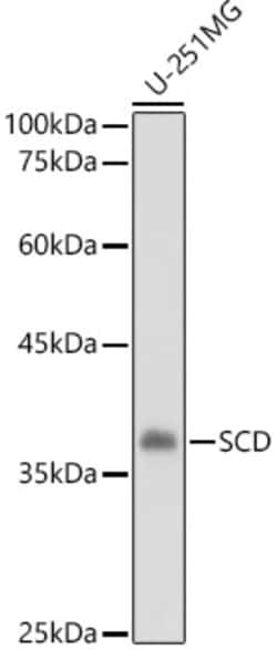 Invitrogen SCD Polyclonal Antibody 100 &mu;L; Unconjugated:Antibodies,