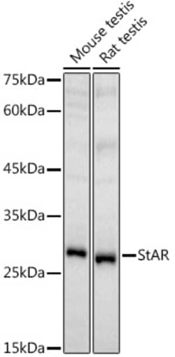 Invitrogen STAR Polyclonal Antibody 100 &mu;L | Buy Online | Invitrogen&trade; | Fisher Scientific
