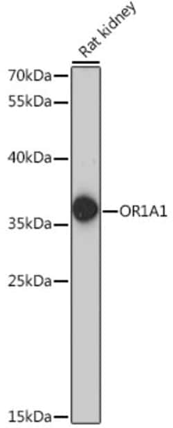 Invitrogen OR1A1 Polyclonal Antibody 100 &mu;L; Unconjugated:Antibodies,