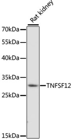 Invitrogen TWEAK Polyclonal Antibody 100 &mu;L; Unconjugated:Antibodies,