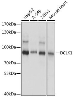 DCLK1 Polyclonal Antibody, Invitrogen 100 &mu;L; Unconjugated:Antibodies,