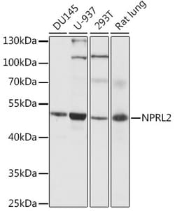 Invitrogen NPRL2 Polyclonal Antibody 100 &mu;L; Unconjugated:Antibodies,