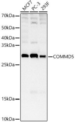 Invitrogen COMMD5 Polyclonal Antibody 100 &mu;L; Unconjugated:Antibodies,