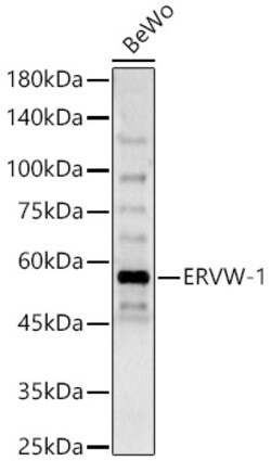 Invitrogen HERV Polyclonal Antibody 100 &mu;L; Unconjugated:Antibodies,