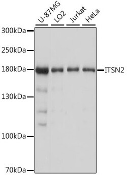 Invitrogen ITSN2 Polyclonal Antibody 100 &mu;L; Unconjugated:Antibodies,
