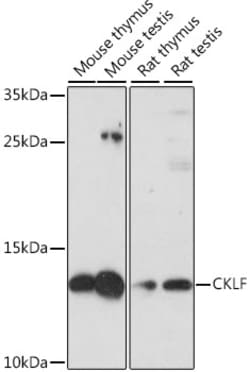 Invitrogen CKLF Polyclonal Antibody 100 &mu;L; Unconjugated:Antibodies,