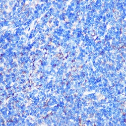 Invitrogen MST4 Polyclonal Antibody 100 &mu;L; Unconjugated:Antibodies,