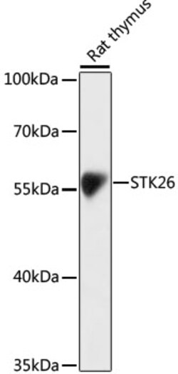 Invitrogen MST4 Polyclonal Antibody 100 &mu;L; Unconjugated:Antibodies,