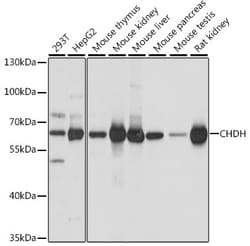 Invitrogen CHDH Polyclonal Antibody 100 &mu;L; Unconjugated:Antibodies,