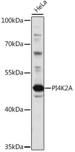 Invitrogen PI4K2A Polyclonal Antibody 100 &mu;L; Unconjugated:Antibodies,