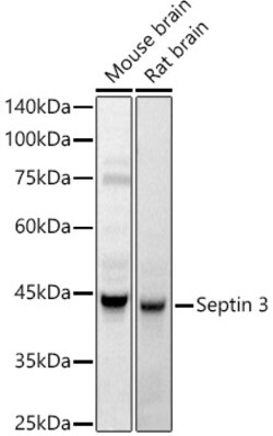 Invitrogen SEPTIN 3 Polyclonal Antibody 100 &mu;L; Unconjugated:Antibodies,
