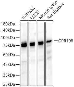 Invitrogen GPR108 Polyclonal Antibody 100 &mu;L; Unconjugated:Antibodies,