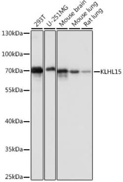 Invitrogen KLHL15 Polyclonal Antibody 100 &mu;L; Unconjugated:Antibodies,