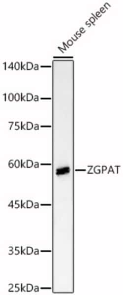 Invitrogen ZGPAT Polyclonal Antibody 100 &mu;L; Unconjugated:Antibodies,
