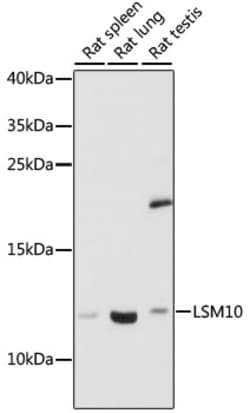 Invitrogen Lsm10 Polyclonal Antibody 100 &mu;L; Unconjugated:Antibodies,