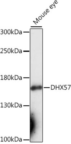 Invitrogen DHX57 Polyclonal Antibody 100 &mu;L; Unconjugated:Antibodies,