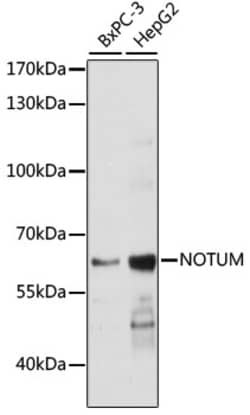 Invitrogen NOTUM Polyclonal Antibody 100 &mu;L; Unconjugated:Antibodies,