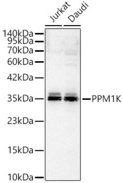 Invitrogen PPM1K Polyclonal Antibody 100 &mu;L; Unconjugated:Antibodies,