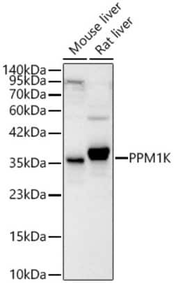 Invitrogen PPM1K Polyclonal Antibody 100 &mu;L; Unconjugated:Antibodies,