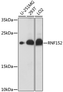 Invitrogen RNF152 Polyclonal Antibody 100 &mu;L; Unconjugated:Antibodies,