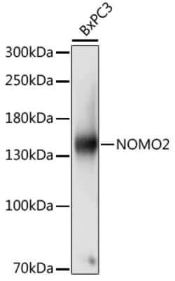 Invitrogen NOMO2 Polyclonal Antibody 100 &mu;L; Unconjugated:Antibodies,