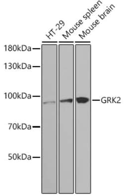 Invitrogen GRK2 Polyclonal Antibody 100 &mu;L; Unconjugated:Antibodies,