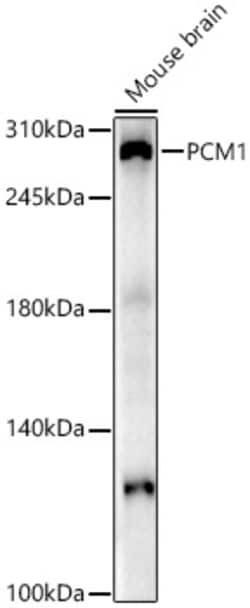 Invitrogen PCM1 Polyclonal Antibody 100 &mu;L; Unconjugated:Antibodies,