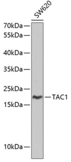 Invitrogen TAC1 C-terminal Peptide Polyclonal Antibody 100 &mu;L; Unconjugated:Antibodies,