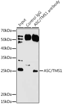 Invitrogen PYCARD Polyclonal Antibody 100 &mu;L; Unconjugated:Antibodies,